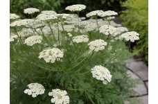 AMMI MAJUS BISHOPS FLOWER SEEDS - WHITE LACE FLOWER - 250 SEEDS