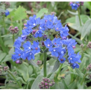 ANCHUSA CAPENSIS BLUE ANGEL PERENNIAL SEEDS - 100 SEEDS ANCHUSA CAPENSIS BLUE ANGEL PERENNIAL SEEDS - 100 SEEDS