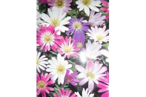ANEMONE BLANDA BULBS / CORMS - MIXED COLOURS  - WINTER WILD FLOWER PERENNIAL - PRICED INDIVIDUALLY