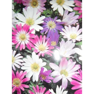ANEMONE BLANDA BULBS / CORMS - MIXED COLOURS  - WINTER WILD FLOWER PERENNIAL - PRICED INDIVIDUALLY