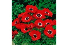 ANEMONE CORANARIA HOLLANDIA BULBS / CORMS - RED COLOUR BULBS - WINTER WILD FLOWER PERENNIAL  - PRICED INDIVIDUALLY