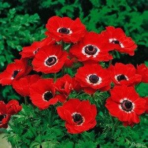 ANEMONE CORANARIA HOLLANDIA BULBS / CORMS - RED COLOUR BULBS - WINTER WILD FLOWER PERENNIAL  - PRICED INDIVIDUALLY