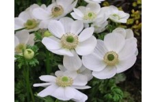 ANEMONE CORONARIA THE BRIDE BULBS / CORMS - WHITE COLOUR BULBS - WINTER WILD FLOWER PERENNIAL  - PRICED INDIVIDUALLY