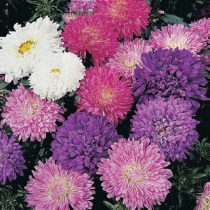 ASTER MILADY DWARF MIX SEEDS - CALLISTEPHUS CHINENSIS - MIXED COLOURS -  100 SEEDS