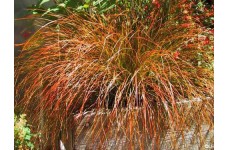 CAREX TESTACEA PRAIRIE FIRE ORNAMENTAL GRASS 1 LITRE POTTED PLANT - PRICED INDIVIDUALLY