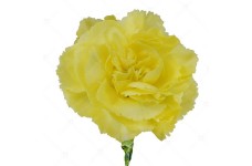 CARNATION CHABAUD MARIE YELLOW - DIANTHUS CARYOPHYLLUS - 350 SEEDS