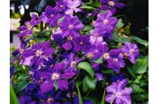 CLEMATIS PRESIDENT SEEDS - LARGE PURPLE FLOWERS - PERENNIAL CLIMBER - 50 SEEDS
