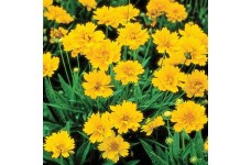 COREOPSIS GRANDIFLORA SEEDS - EARLY SUNRISE (YELLOW) PERENNIAL SEEDS - 50 SEEDS