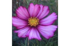 COSMOS BIPINNATUS PICOTEE SEEDS - WHITE FLOWERS WITH PINK & PURPLE - 50 SEEDS
