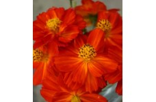 COSMOS SULPHUREUS REDCREST SEEDS - ORANGE RED FLOWERS - 100 SEEDS