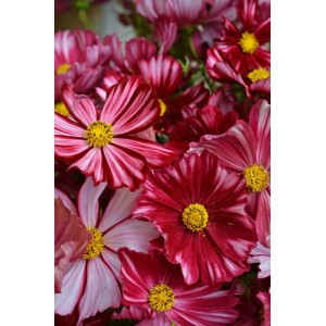 COSMOS VELOUETTE SEEDS - DEEP RED FLOWERS WITH WHITE STRIPES - 50 SEEDS