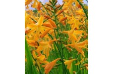 CROCOSMIA MONTBRETIA GEORGE DAVISON BULBS / CORMS - YELLOW PERENNIAL - PRICED INDIVIDUALLY