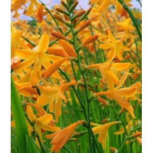 CROCOSMIA MONTBRETIA GEORGE DAVISON BULBS / CORMS - YELLOW PERENNIAL - PRICED INDIVIDUALLY