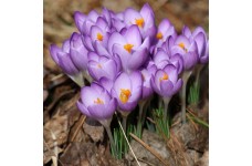 CROCUS TOMMASINIANUS BARRS PURPLE BULBS - PRICED INDIVIDUALLY