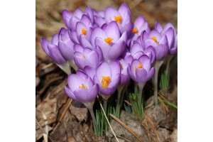 CROCUS TOMMASINIANUS BARRS PURPLE BULBS - PRICED INDIVIDUALLY