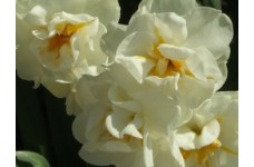 DAFFODIL NARCISSUS DOUBLE BRIDAL CROWN BULBS - WHITE WITH ORANGE  - PRICED INDIVIDUALLY