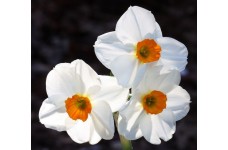 DAFFODIL NARCISSUS GERANIUM BULBS - CRISP WHITE WITH ORANGE  - PRICED INDIVIDUALLY