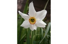 DAFFODIL NARCISSUS POETICUS - PHEASANTS EYE BULBS - POET'S NARCISSI - PRICED INDIVIDUALLY