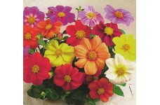 DAHLIA COLTNESS HYBRID MIX SEEDS - MIXED COLOUR FLOWERS - 100 SEEDS