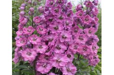 DELPHINIUM PACIFIC GIANT ASTOLAT SEEDS - LILAC & ROSE FLOWERS WITH WHITE BEE - 50 SEEDS