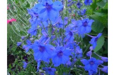 DELPHINIUM GRANDIFLORA BLUE BUTTERFLY SEEDS - VIVID BLUE FLOWERS - 200 SEEDS