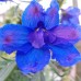 DELPHINIUM GRANDIFLORA BLUE BUTTERFLY SEEDS - VIVID BLUE FLOWERS - 50 SEEDS