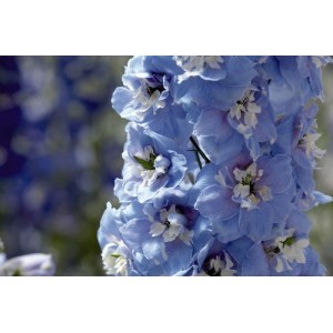 DELPHINIUM DWARF MAGIC FOUNTAIN SEEDS - SKY BLUE FLOWERS WITH WHITE BEE - 50 SEEDS