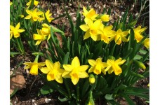 DWARF DAFFODIL MINIATURE NARCISSUS - TETE A TETE BULBS - YELLOW  - PRICED INDIVIDUALLY