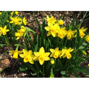 DWARF DAFFODIL MINIATURE NARCISSUS - TETE A TETE BULBS - YELLOW  - PRICED INDIVIDUALLY