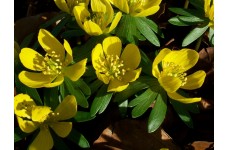 ERANTHIS HYEMALIS BULBS - WINTER ACONITE - RHS AWARD GARDEN MERIT  - PRICED INDIVIDUALLY