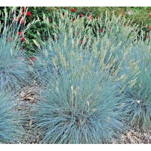 BLUE FESCUE / FESTUCA GLAUCA / ELIJAH BLUE ORNAMENTAL GRASS SEEDS - 100 SEEDS
