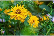 HELIOPSIS HELIANTHOIDES SUMMER SUN - LARGE GOLDEN YELLOW FLOWERS - 50 SEEDS HELIOPSIS HELIANTHOIDES SUMMER SUN - LARGE GOLDEN YELLOW FLOWERS - 50 SEEDS