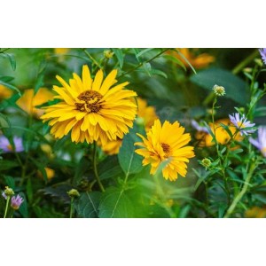 HELIOPSIS HELIANTHOIDES SUMMER SUN - LARGE GOLDEN YELLOW FLOWERS - 50 SEEDS
