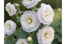 HOLLYHOCK CHATERS DOUBLE WHITE - ALCEA ROSEA - 50 SEEDS HOLLYHOCK CHATERS DOUBLE WHITE - ALCEA ROSEA - 50 SEEDS