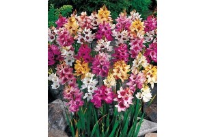 IXIA BULBS - AFRICAN CORN LILY - RHS SILVER MEDAL AWARD - MIXED COLOURS PERENNIAL - PRICED INDIVIDUALLY