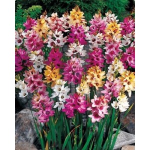 IXIA BULBS - AFRICAN CORN LILY - RHS SILVER MEDAL AWARD - MIXED COLOURS PERENNIAL - PRICED INDIVIDUALLY