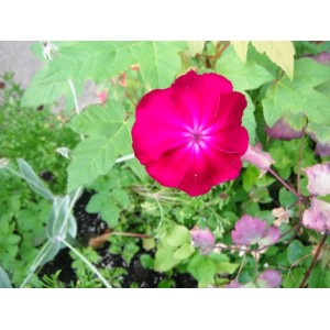 LYCHNIS CORONARIA ROSE MAGENTA SHOCKING PINK PERENNIAL 1 LITRE POTTED PLANT - PRICED INDIVIDUALLY