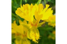 NASTURTIUM TROPAEOLUM PEREGRINUM CANARY CREEPER CLIMBER SEEDS - 20 SEEDS NASTURTIUM TROPAEOLUM PEREGRINUM CANARY CREEPER CLIMBER SEEDS - 20 SEEDS