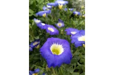 NOLANA PARADOXA BLUE BIRD SEEDS - BLUE FLOWERS WITH YELLOW CENTRES - 50 SEEDS NOLANA PARADOXA BLUE BIRD SEEDS - BLUE FLOWERS WITH YELLOW CENTRES - 50 SEEDS
