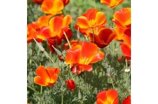 CALIFORNIA POPPY MIKADO SEEDS - ESCHSCHOLTZIA CALIFORNICA - 500 SEEDS