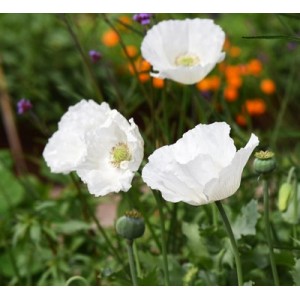 PAPAVER POPPY SISSINGHURST WHITE SEEDS - 150 SEEDS