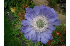 SCABIOSA BLUE PERFECTION PINCUSHION PERENNIAL 0.5L / 9CM POTTED PLANT - PRICED INDIVIDUALLY
