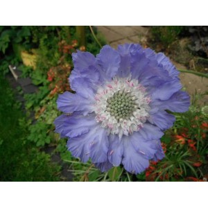 SCABIOSA BLUE PERFECTION PINCUSHION PERENNIAL 0.5L / 9CM POTTED PLANT - PRICED INDIVIDUALLY
