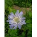 SCABIOSA BLUE PERFECTION PINCUSHION PERENNIAL 0.5L / 9CM POTTED PLANT - PRICED INDIVIDUALLY