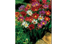 SPARAXIS HARLEQUIN FLOWER BULBS - SPRING FLOWERING  - PRICED INDIVIDUALLY