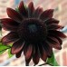 SUNFLOWER CHOCOLAT / CHOCOLATE - HELIANTHUS ANNUUS - 20 SEEDS SUNFLOWER CHOCOLAT / CHOCOLATE - HELIANTHUS ANNUUS - 20 SEEDS