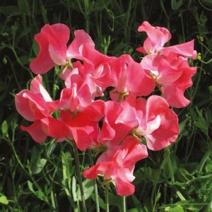 SWEET PEA GERANIUM PINK SPENCER SEEDS - PINK LATHYDORUS ODORATUS - 20 SEEDS SWEET PEA GERANIUM PINK SPENCER SEEDS - PINK LATHYDORUS ODORATUS - 20 SEEDS