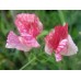 SWEET PEA HEIRLOOM AMERICA SEEDS - CREAM & CRIMSON RIPPLE LATHYDORUS ODORATUS - 20 SEEDS SWEET PEA HEIRLOOM AMERICA SEEDS - CREAM & CRIMSON RIPPLE LATHYDORUS ODORATUS - 20 SEEDS