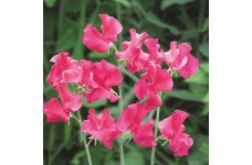 SWEET PEA LIPSTICK SEEDS - VIBRANT PINK LATHYDORUS ODORATUS - 20 SEEDS