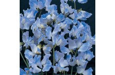 SWEET PEA SPENCER BLUE RIPPLE SEEDS -  BLUE LATHYDORUS ODORATUS - 20 SEEDS